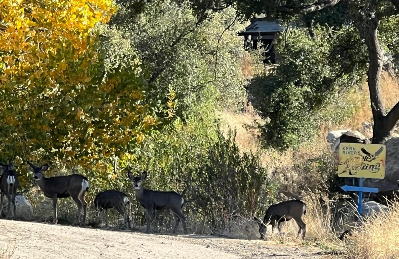 Mountain View Home Kernville Bagian luar foto